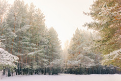 寒冷的景观风景与平县和森林雪景观背景为复古的圣诞节卡冬天树仙境冬天场景圣诞节新一年背景冬天的演讲