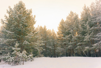 <strong>寒冷的</strong>景观风景与平县和森林雪景观背景为复古<strong>的</strong>圣诞节卡<strong>冬天</strong>树仙境<strong>冬天</strong>场景圣诞节新一年背景<strong>冬天的</strong>演讲