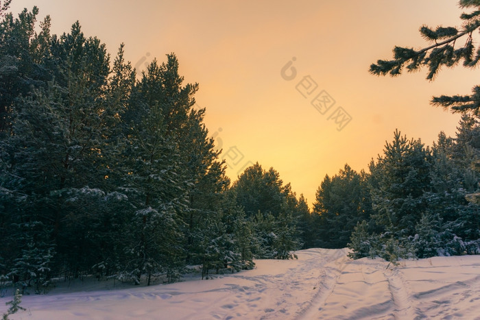 寒冷的景观风景与平县和森林雪景观背景为复古的圣诞节卡冬天树仙境冬天场景圣诞节新一年背景冬天的演讲