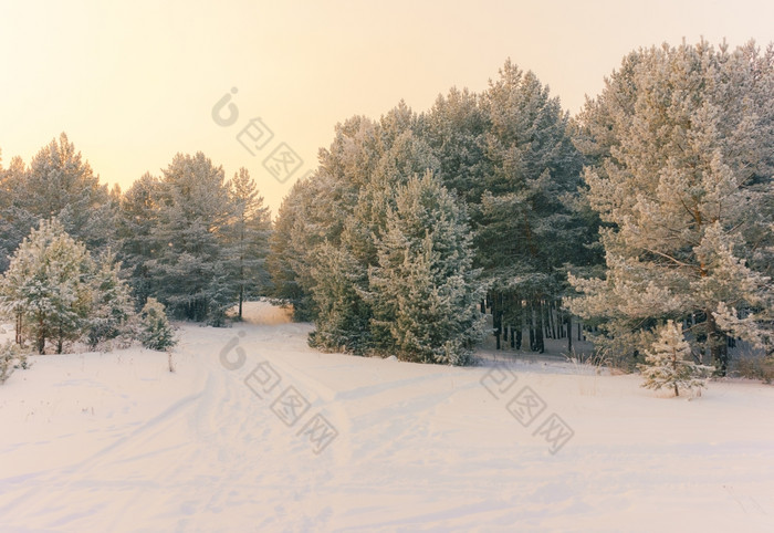 寒冷的景观风景与平县和森林雪景观背景为复古的圣诞节卡冬天树仙境冬天场景圣诞节新一年背景冬天的演讲