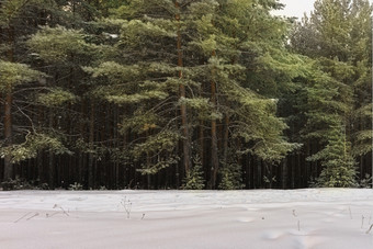 寒冷的景观风景与平县和森林雪景观背景为复古的圣诞节卡冬天树仙境冬天场景圣诞节新一年背景冬天的演讲