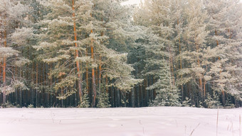 寒冷的景观风景与平县和森林雪景观背景为复古的圣诞节卡冬天树仙境冬天场景圣诞节新一年背景冬天的演讲