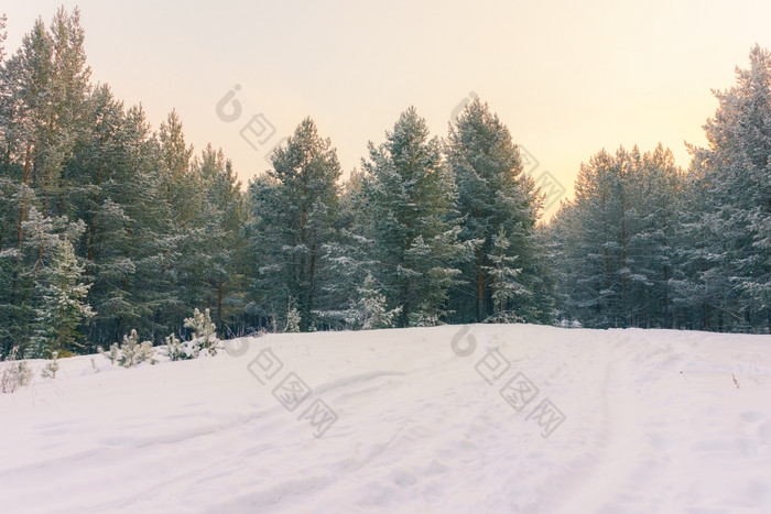 寒冷的景观风景与平县和森林雪景观背景为复古的圣诞节卡冬天树仙境冬天场景圣诞节新一年背景冬天的演讲