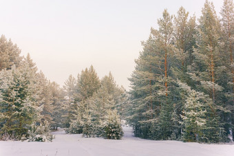 寒冷的景观风景与平县和森林雪景观背景为复古的圣诞节卡冬天树仙境冬天场景圣诞节新一年背景冬天的演讲