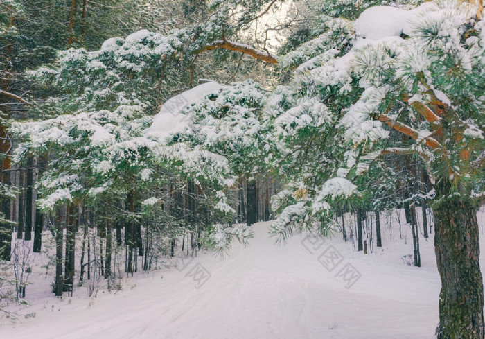 寒冷的景观风景与平县和森林雪景观背景为复古的圣诞节卡冬天树仙境冬天场景圣诞节新一年背景冬天的演讲