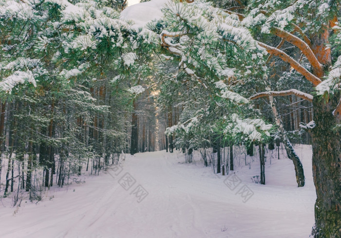 寒冷的景观风景与平县和森林雪景观背景为复古的圣诞节卡冬天树仙境冬天场景圣诞节新一年背景冬天的演讲