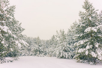 寒冷的景观风景与平县和森林雪景观背景为复古的圣诞节卡冬天树仙境冬天场景圣诞节新一年背景冬天rsquo演讲