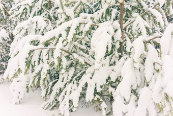 寒冷的景观<strong>风景</strong>与平县和森林雪景观背景为复古的圣诞节卡<strong>冬</strong>天树仙境<strong>冬</strong>天场景圣诞节新一年背景<strong>冬</strong>天的演讲