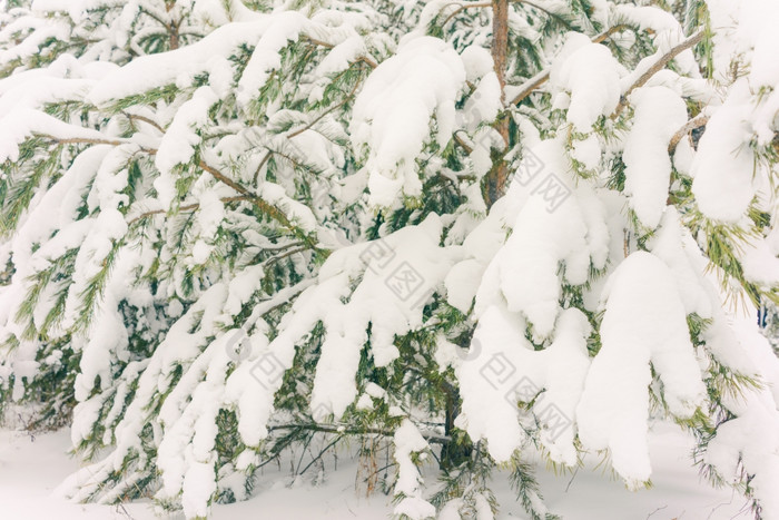 寒冷的景观风景与平县和森林雪景观背景为复古的圣诞节卡冬天树仙境冬天场景圣诞节新一年背景冬天的演讲