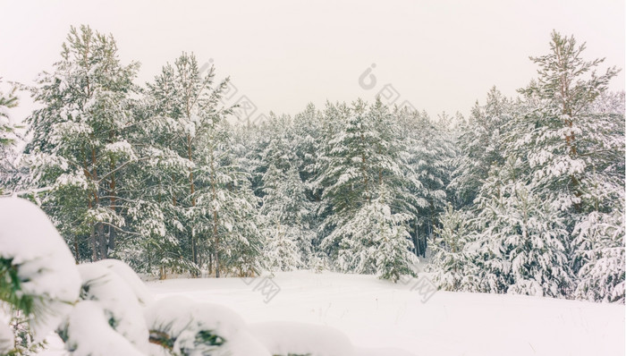 寒冷的景观风景与平县和森林雪景观背景为复古的圣诞节卡冬天树仙境冬天场景圣诞节新一年背景冬天的演讲