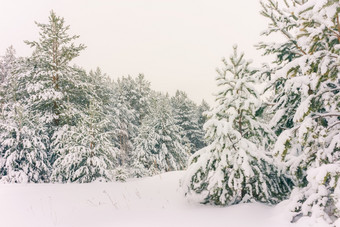 寒冷的景观风景与平县和森林雪景观背景为复古的圣诞节卡冬天树仙境冬天场景圣诞节新一年背景冬天的演讲