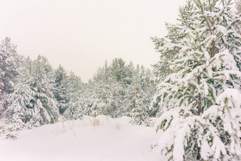 寒冷的景观风景与平县和森林雪景观背景为复古的圣诞节卡冬天树仙境冬天场景圣诞节新一年背景冬天的演讲