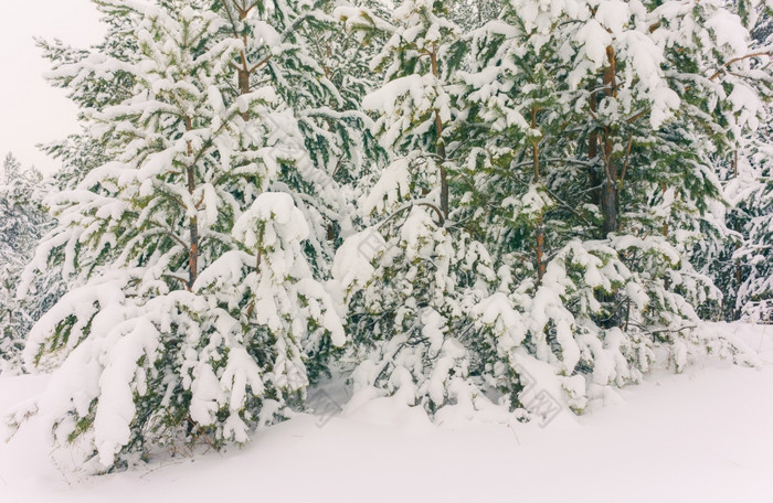 寒冷的景观风景与平县和森林雪景观背景为复古的圣诞节卡冬天树仙境冬天场景圣诞节新一年背景冬天的演讲