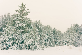 寒冷的景观风景与平县和森林雪景观背景为复古的圣诞节卡冬天树仙境冬天场景圣诞节新一年背景冬天的演讲