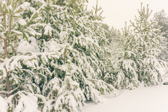 寒冷的景观风景与平县和森林雪景观背景为复古的圣诞节卡冬天树仙境冬天场景圣诞节新一年背景冬天的演讲