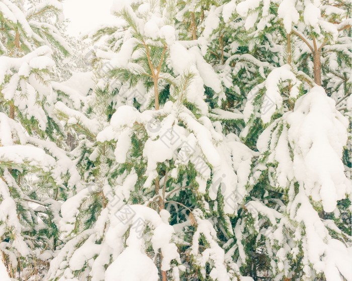 寒冷的景观风景与平县和森林雪景观背景为复古的圣诞节卡冬天树仙境冬天场景圣诞节新一年背景冬天的演讲