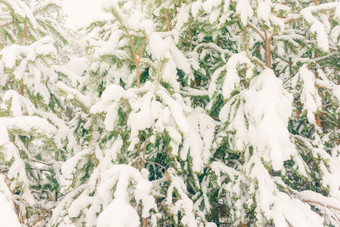 寒冷的景观<strong>风景</strong>与平县和森林雪景观背景为复古的圣诞节卡<strong>冬</strong>天树仙境<strong>冬</strong>天场景圣诞节新一年背景<strong>冬</strong>天的演讲