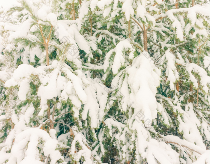 寒冷的景观风景与平县和森林雪景观背景为复古的圣诞节卡冬天树仙境冬天场景圣诞节新一年背景冬天的演讲