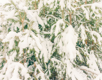 寒冷的景观风景与平县和森林雪景观背景为复古的圣诞节卡冬天树仙境冬天场景圣诞节新一年背景冬天的演讲