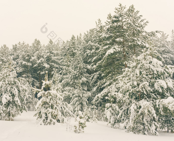 寒冷的景观风景与平县和森林雪景观背景为复古的圣诞节卡冬天树仙境冬天场景圣诞节新一年背景冬天的演讲