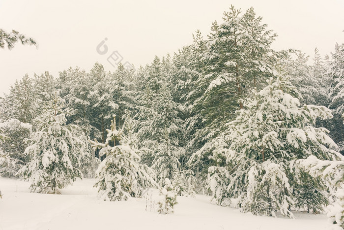 寒冷的景观风景与平县和森林雪景观背景为复古的圣诞节卡冬天树仙境冬天场景圣诞节新一年背景冬天的演讲