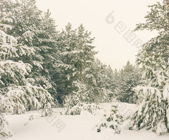 寒冷的景观风景与平县和森林雪景观背景为复古的圣诞节卡冬天树仙境冬天场景圣诞节新一年背景冬天的演讲