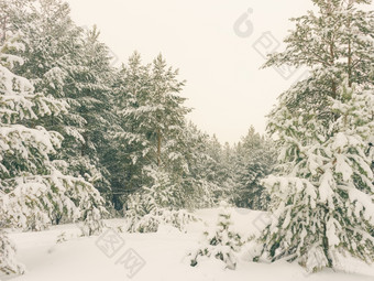 寒冷的景观风景与平县和森林雪景观背景为复古的圣诞节卡冬天树仙境冬天场景圣诞节新一年背景冬天的演讲