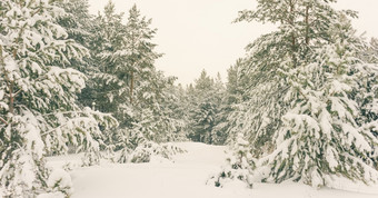 寒冷的景观风景与平县和森林雪景观背景为复古的圣诞节卡冬天树仙境冬天场景圣诞节新一年背景冬天的演讲