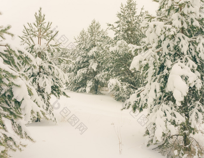 寒冷的景观风景与平县和森林雪景观背景为复古的圣诞节卡冬天树仙境冬天场景圣诞节新一年背景冬天的演讲