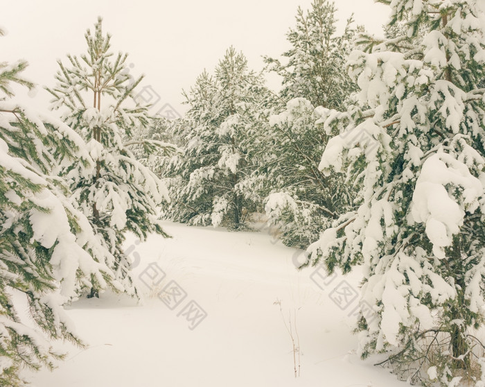 寒冷的景观风景与平县和森林雪景观背景为复古的圣诞节卡冬天树仙境冬天场景圣诞节新一年背景冬天的演讲