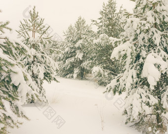 寒冷的景观风景与平县和森林雪景观背景为复古的圣诞节卡冬天树仙境冬天场景圣诞节新一年背景冬天的演讲