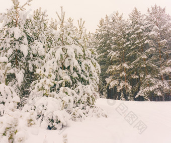 寒冷的景观风景与平县和森林雪景观背景为复古的圣诞节卡冬天树仙境冬天场景圣诞节新一年背景冬天的演讲