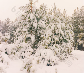 寒冷的景观风景与平县和森林雪景观背景为复古的圣诞节卡冬天树仙境冬天场景圣诞节新一年背景冬天的演讲