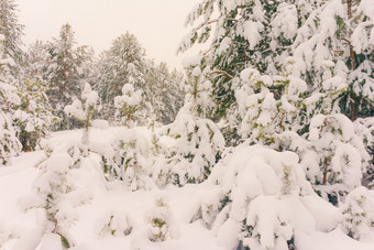 <strong>寒冷</strong>的景观风景与平县和森林雪景观背景为复古的圣诞节卡冬天树仙境冬天场景圣诞节新一年背景冬天的演讲