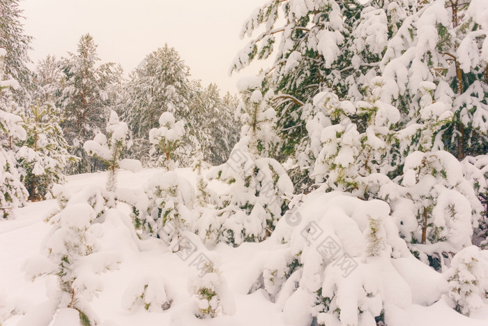 寒冷的景观风景与平县和森林雪景观背景为复古的圣诞节卡冬天树仙境冬天场景圣诞节新一年背景冬天的演讲