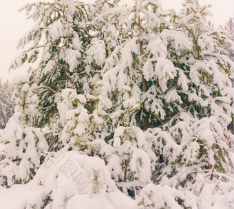 寒冷的景观风景与平县和森林雪景观背景为复古的圣诞节卡冬天树仙境冬天场景圣诞节新一年背景冬天的演讲