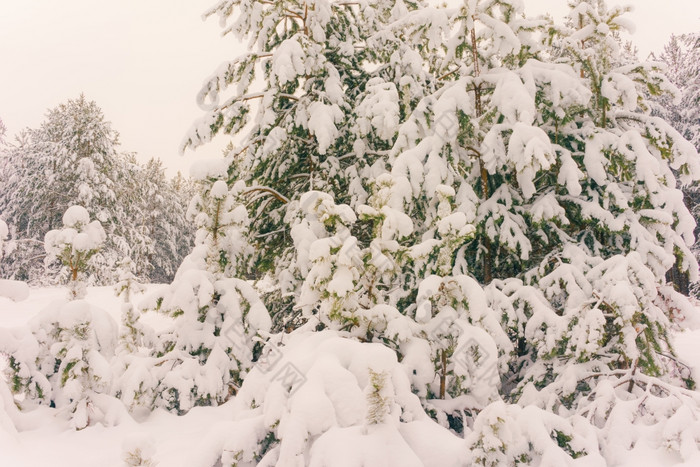 寒冷的景观风景与平县和森林雪景观背景为复古的圣诞节卡冬天树仙境冬天场景圣诞节新一年背景冬天的演讲