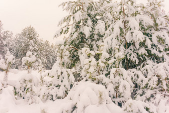 寒冷的景观风景与平县和森林雪景观背景为复古的圣诞节卡冬天树仙境冬天场景圣诞节新一年背景冬天的演讲