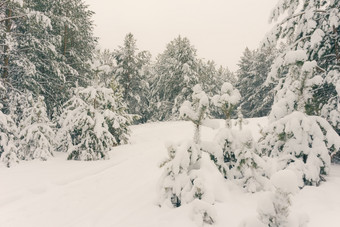 寒冷的景观风景与平县和森林雪景观背景为复古的圣诞节卡冬天树仙境冬天场景圣诞节新一年背景冬天的演讲