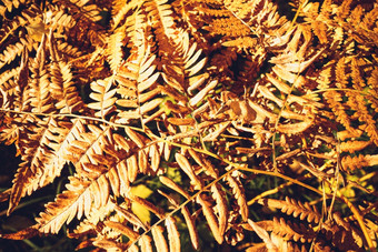 关闭干黄色的秋天蕨类植物叶子前景秋天颜色和秋天森林概念植物背景自然设计元素为万圣节海报和季节艺术农村背景