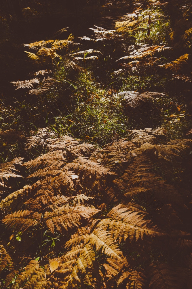 关闭干黄色的秋天蕨类植物叶子前景秋天颜色和秋天森林概念植物背景自然设计元素为万圣节海报和季节艺术农村背景
