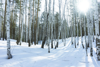 桦木树的自然冬天景观的阳光阳光明媚的一天冬天公园对的背景浮动的蓝色的天空积云云明亮的快乐的阳光明媚的冬天一天银格罗夫