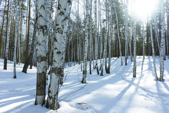 桦木树的自然冬天景观的<strong>阳光阳光</strong>明媚的一天冬天公园对的背景浮动的蓝色的天空积云云明亮的快乐的<strong>阳光</strong>明媚的冬天一天银格罗夫