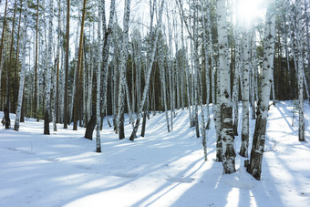 桦木树的自然冬天景观的<strong>阳光阳光</strong>明媚的一天冬天公园对的背景浮动的蓝色的天空积云云明亮的快乐的<strong>阳光</strong>明媚的冬天一天银格罗夫