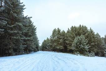 雪覆盖树的乌拉尔山日落松森林冬天景观晚些时候晚上冬天森林下雪冬天西伯利亚日落的冬天