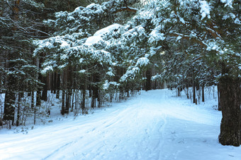 雪覆盖树的乌拉尔山日落松森林冬天景观晚些时候晚上冬天森林下雪冬天西伯利亚日落的冬天