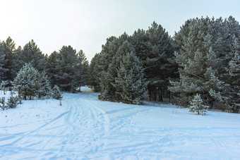 雪覆盖树的乌拉尔山日落松森林<strong>冬</strong>天景观晚些时候晚上<strong>冬</strong>天森林下雪<strong>冬</strong>天西伯利亚日落的<strong>冬</strong>天