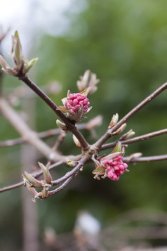 照片花树