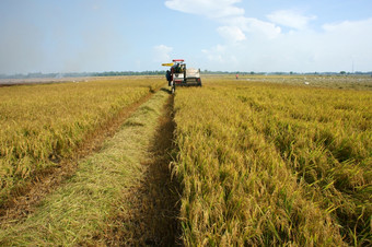 盾断续器越南NAM-9月农民收获大米成熟的帕迪场结合收割机盾塔普越南南9月