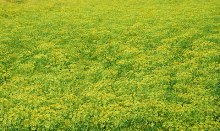 美丽的黄色的背景花花园场景香菜场开花充满活力的颜色小花瓣大花园使摘要景观